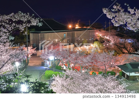 [廣島縣]千光寺公園的夜櫻（尾道） 134913498