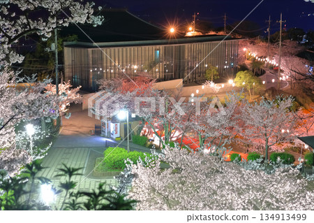 [廣島縣]千光寺公園的夜櫻（尾道） 134913499