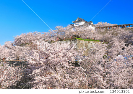 【岡山縣】晴朗的日子裡，津山城備中櫓與盛開的櫻花相映成趣（角山公園） 134913501