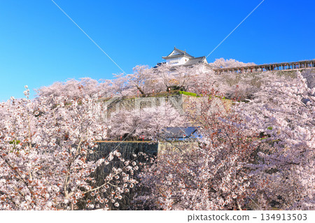 【岡山縣】晴朗的日子裡，津山城備中櫓與盛開的櫻花相映成趣（角山公園） 134913503