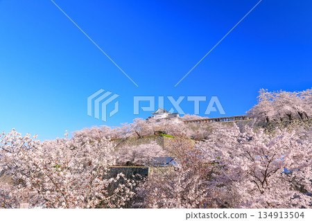 【岡山縣】晴朗的日子裡，津山城備中櫓與盛開的櫻花相映成趣（角山公園） 134913504
