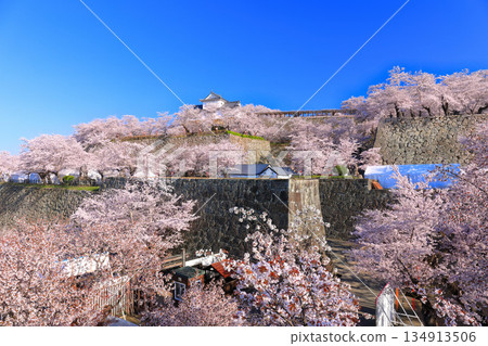 【岡山縣】晴朗的日子裡，津山城備中櫓與盛開的櫻花相映成趣（角山公園） 134913506