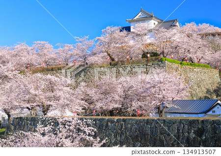【岡山縣】晴朗的日子裡，津山城備中櫓與盛開的櫻花相映成趣（角山公園） 134913507