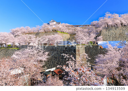【岡山縣】晴朗的日子裡，津山城備中櫓與盛開的櫻花相映成趣（角山公園） 134913509