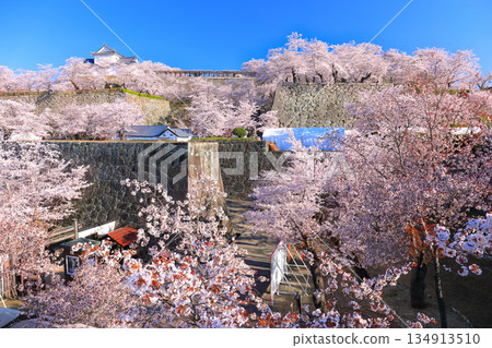 【岡山縣】晴朗的日子裡，津山城備中櫓與盛開的櫻花相映成趣（角山公園） 134913510