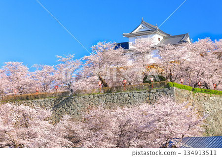 [Okayama Prefecture] Tsuyama Castle's Bitchu Yagura turret and cherry blossoms in full bloom on a clear day (Kakuyama Park) 134913511