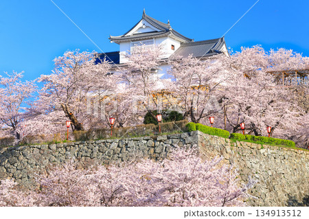 [Okayama Prefecture] Tsuyama Castle's Bitchu Yagura turret and cherry blossoms in full bloom on a clear day (Kakuyama Park) 134913512