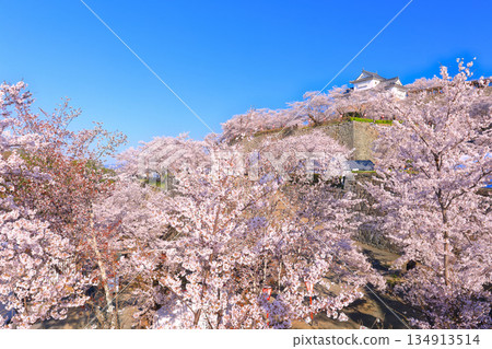 【岡山縣】晴朗的日子裡，津山城備中櫓與盛開的櫻花相映成趣（角山公園） 134913514
