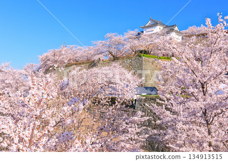 [Okayama Prefecture] Tsuyama Castle's Bitchu Yagura turret and cherry blossoms in full bloom on a clear day (Kakuyama Park) 134913515