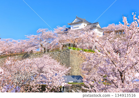 【岡山縣】晴朗的日子裡，津山城備中櫓與盛開的櫻花相映成趣（角山公園） 134913516