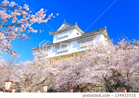【岡山縣】晴朗的日子裡，津山城備中櫓與盛開的櫻花相映成趣（角山公園） 134913518