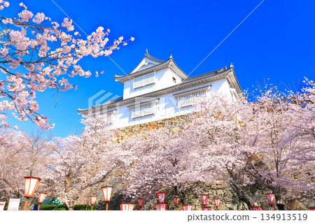 【岡山縣】晴朗的日子裡，津山城備中櫓與盛開的櫻花相映成趣（角山公園） 134913519