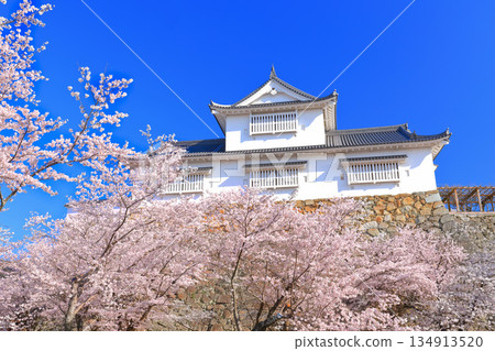 【岡山縣】晴朗的日子裡，津山城備中櫓與盛開的櫻花相映成趣（角山公園） 134913520