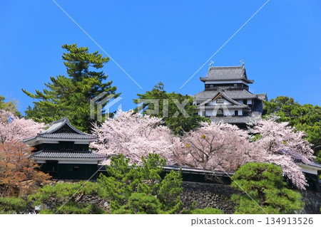 [Shimane Prefecture] Matsue Castle castle tower in full bloom (national treasure) 134913526