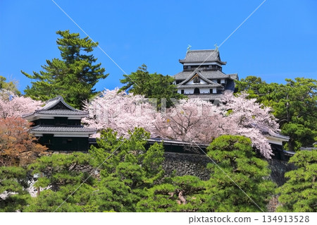 [島根縣]盛開的松江城天守閣（國寶） 134913528