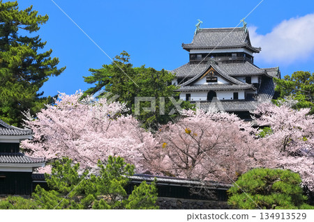 [島根縣]盛開的松江城天守閣（國寶） 134913529