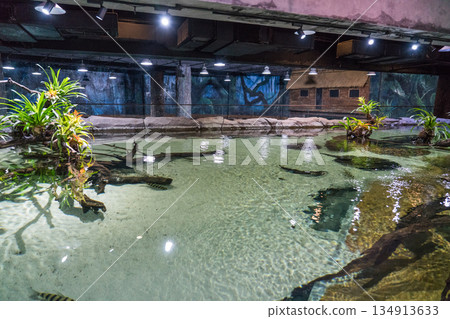 新加坡 動物 水族館 134913633