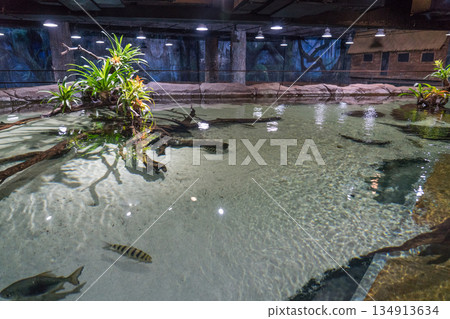 新加坡 動物 水族館 134913634