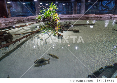新加坡 動物 水族館 134913635