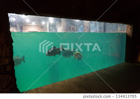 singapore, animal, animals 134913705