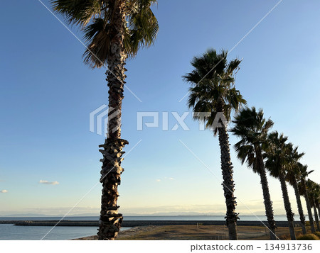 Palm trees and ocean view 134913736
