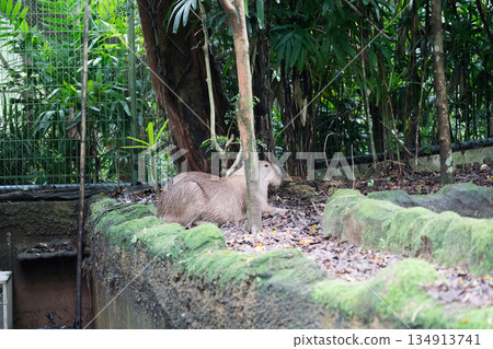 singapore, zoo, animal 134913741