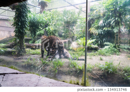 新加坡 動物園 動物 134913746