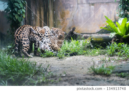 新加坡 動物園 動物 134913748