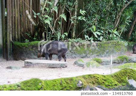 新加坡 動物園 動物 134913760