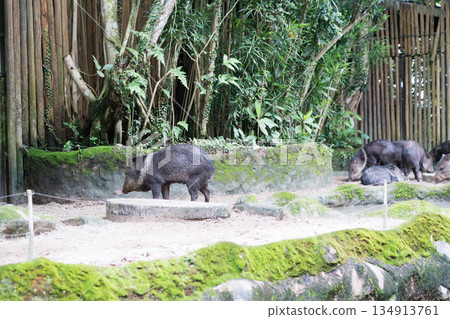 新加坡 動物園 動物 134913761