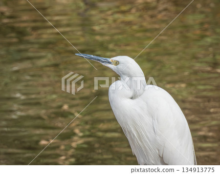 White Egret (Little Egret) Amano River, Hirakata City White Egret (Little Egret) Amano River, Hirakata City 134913775