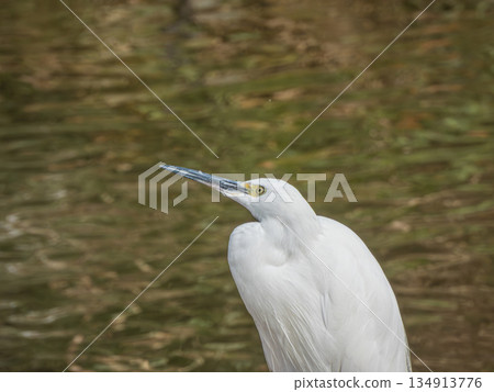 White Egret (Little Egret) Amano River, Hirakata City White Egret (Little Egret) Amano River, Hirakata City 134913776