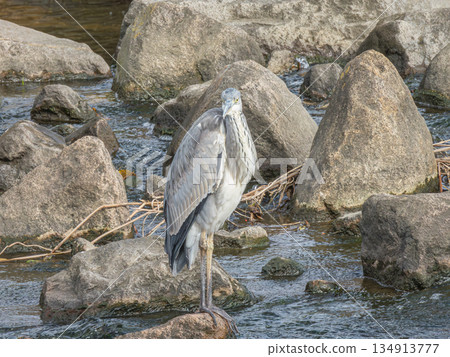 枚方市天野川蒼鷺 134913777