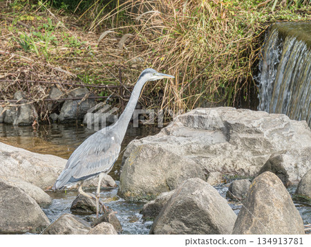 Grey Heron, Amano River, Hirakata City Grey Heron, Amano River, Hirakata City 134913781