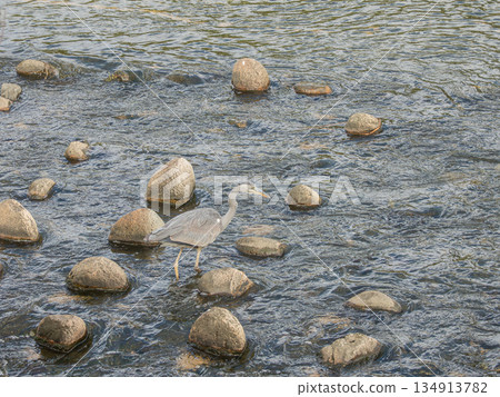 Grey Heron, Amano River, Hirakata City Grey Heron, Amano River, Hirakata City 134913782