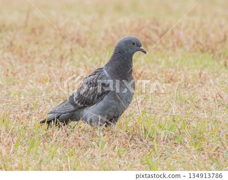 Pigeons in the field (feral pigeons) Pigeons in the field (feral pigeons) 134913786