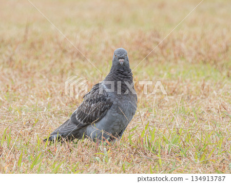 Pigeons in the field (feral pigeons) Pigeons in the field (feral pigeons) 134913787