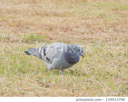 Pigeons in the field (feral pigeons) Pigeons in the field (feral pigeons) 134913790