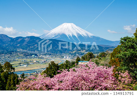 Spring Scenery (Matsuda Town, Kanagawa Prefecture) 134913791