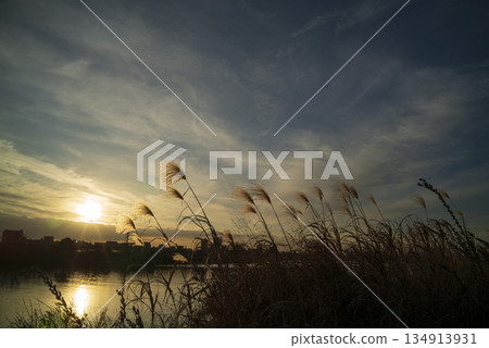 Winter waterside evening scenery and silver grass 134913931