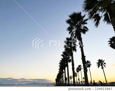 Coast with palm trees Coast with palm trees 134913947
