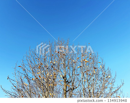 Blue sky and dead tree 134913948