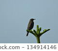 棲息在樹枝上的藍色岩耳鵯 134914146