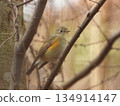Ruribitaki在樹枝上捕捉 134914147