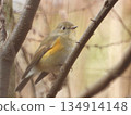 Ruribitaki在樹枝上捕捉 134914148