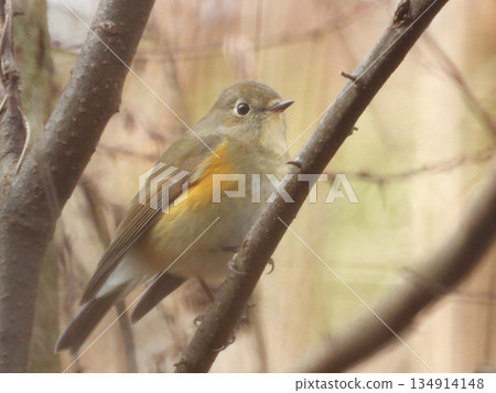 Ruribitaki在樹枝上捕捉 134914148