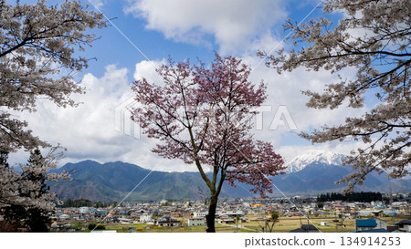 Cherry blossoms in full bloom, Hanami, Nagano Prefecture Cherry blossoms in full bloom, Hanami, Nagano Prefecture 134914253