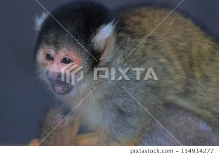 Bolivian squirrel monkey 134914277