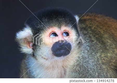 Bolivian squirrel monkey Bolivian squirrel monkey 134914278
