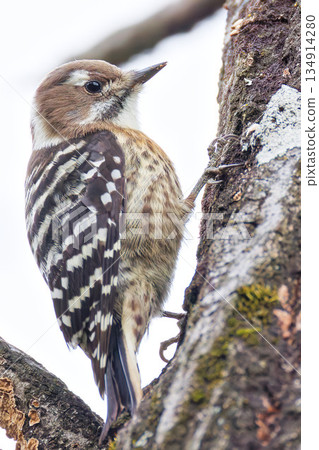 Japanese Pygmy Woodpecker, vertical position Japanese Pygmy Woodpecker, vertical position 134914280